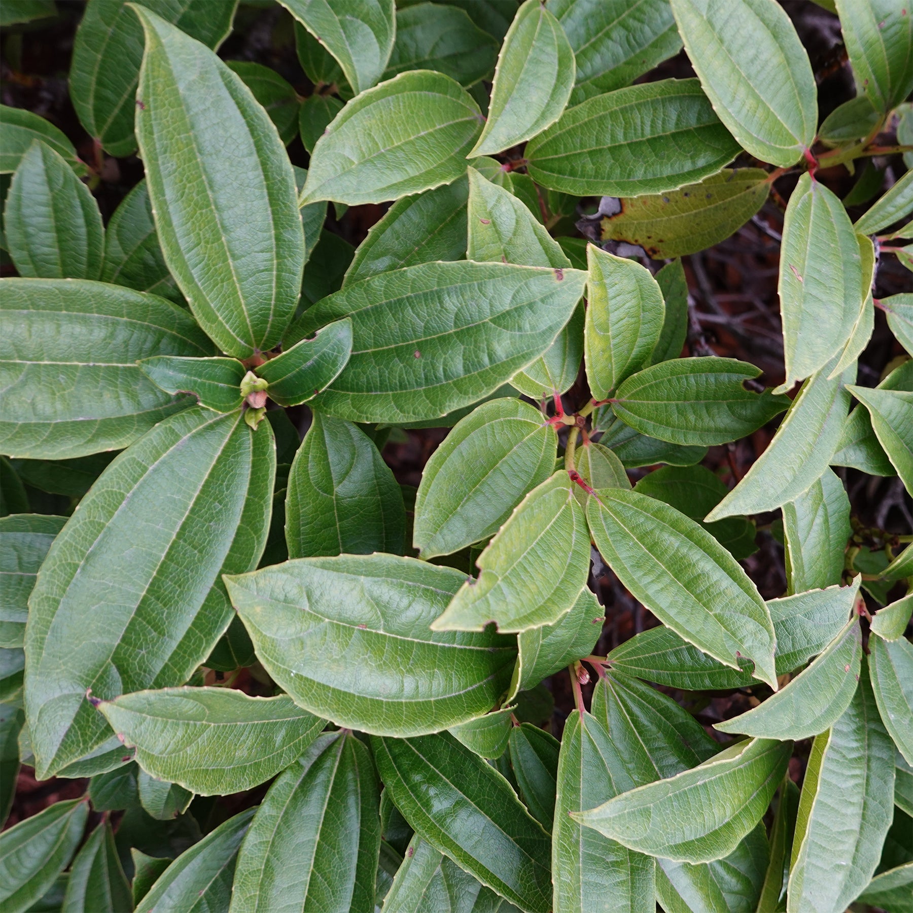 Viorne de David - Viburnum davidii - Willemse