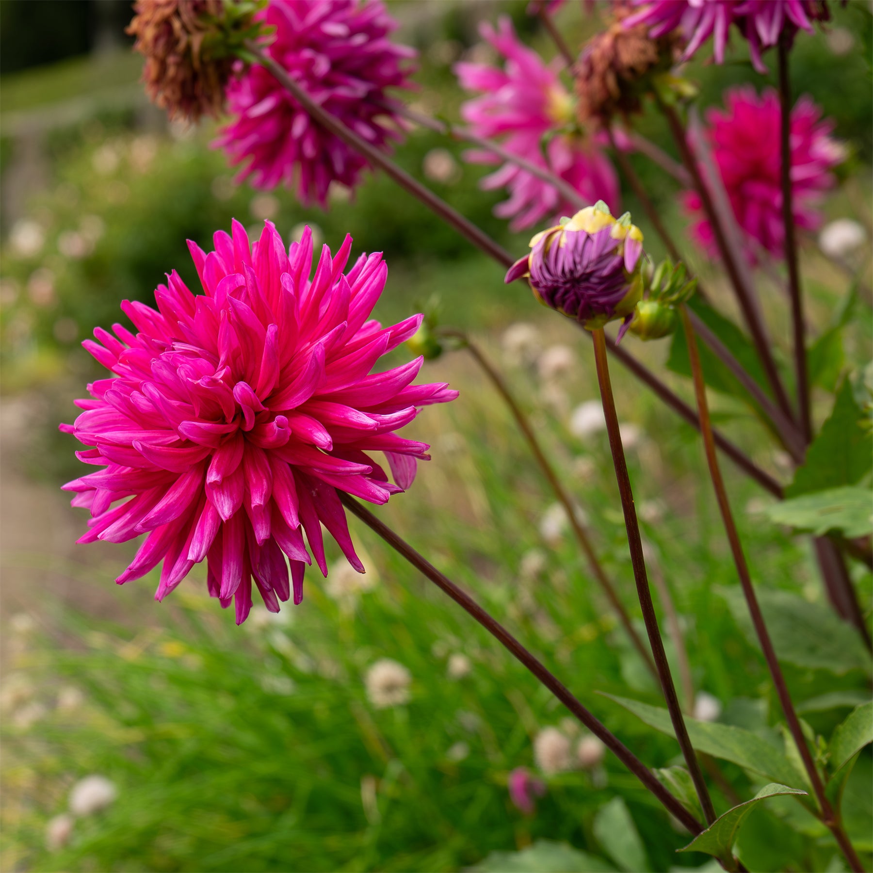 3 Dahlias cactus Purple Gem - Willemse
