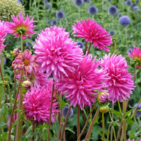 3 Dahlias cactus Purple Gem - Dahlia Purple Gem - Willemse