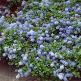 Céanothe repens - Willemse