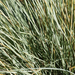 Helictotrichon sempervirens - 2 Avoines vivaces - Graminées