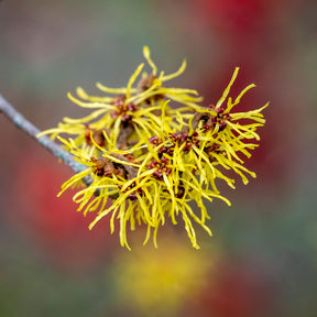 Hamamélis - Hamamélis de Chine - Hamamelis mollis