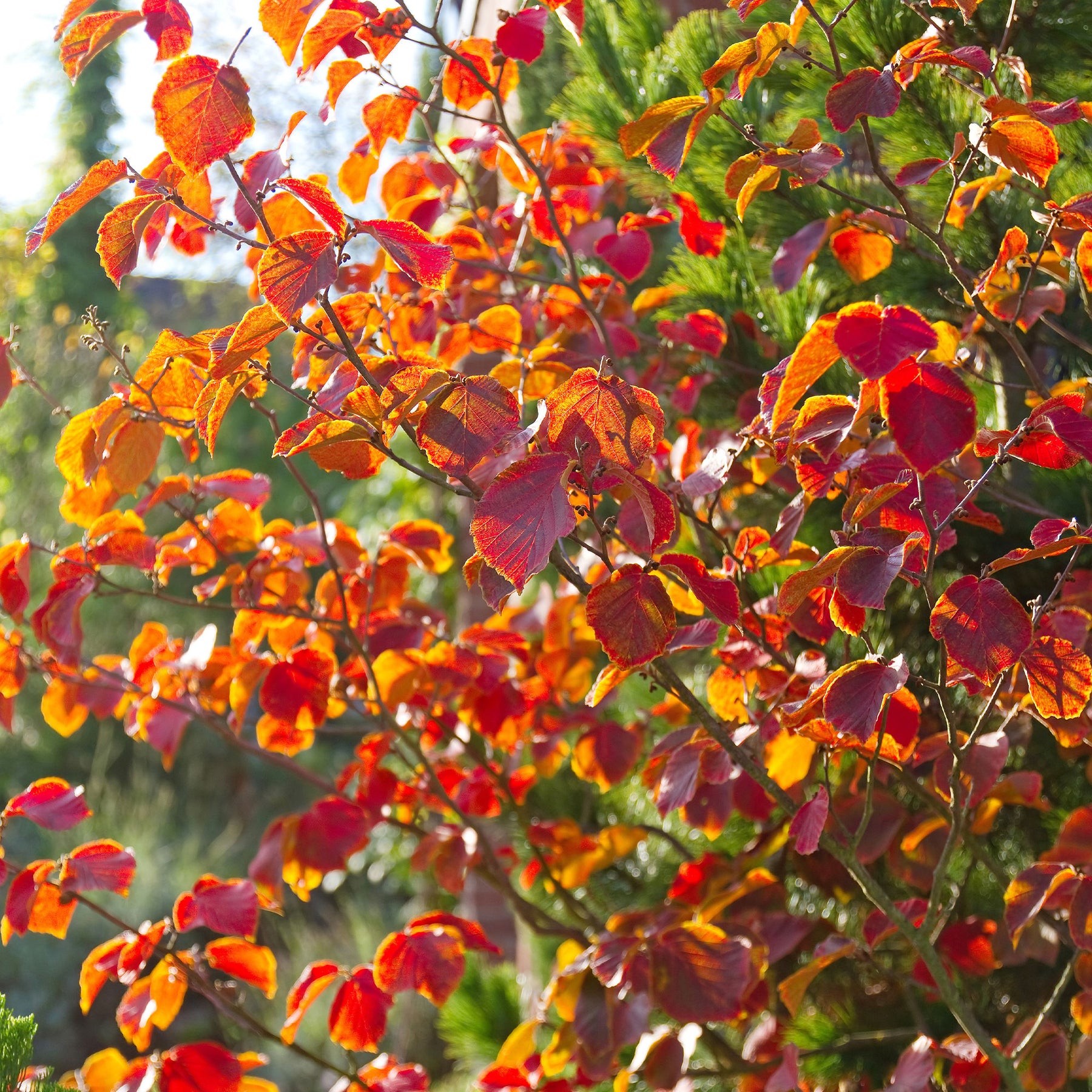 Vente Hamamélis de Chine - Hamamelis mollis