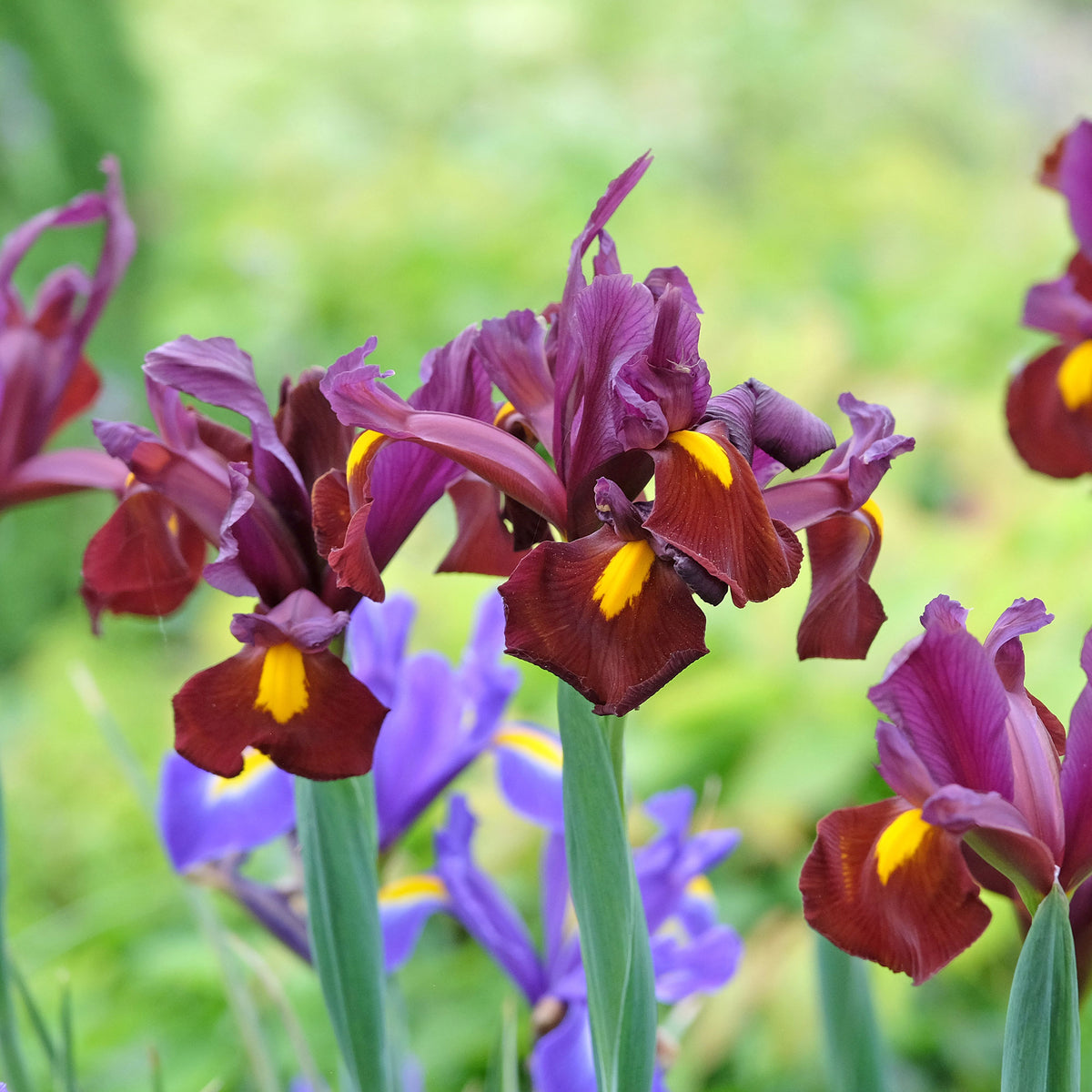 20 Iris de Hollande Red Ember - Willemse