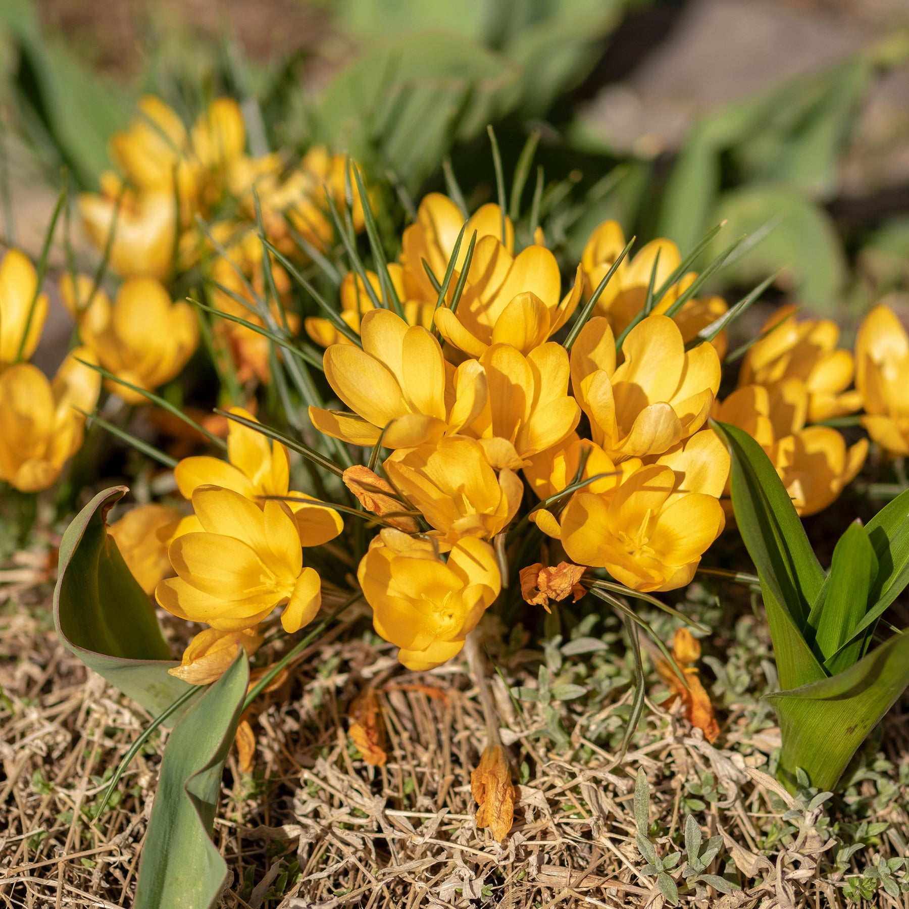 Crocus - 15 Crocus Mammouth jaune - Crocus vernus yellow Mammoth
