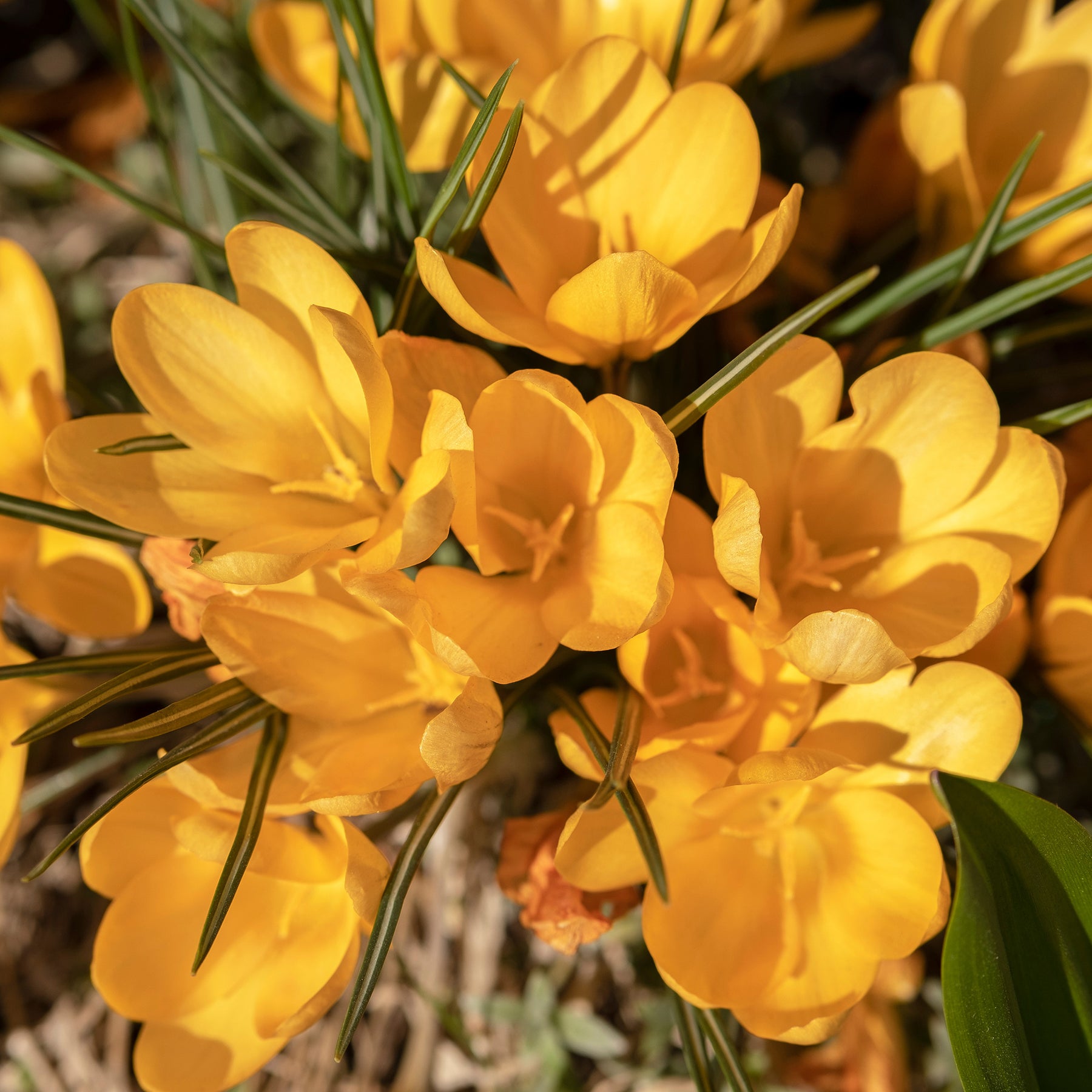 Crocus vernus yellow Mammoth - 15 Crocus Mammouth jaune - Crocus