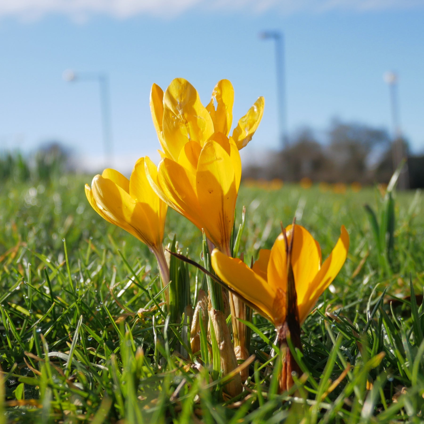 Vente 15 Crocus Mammouth jaune - Crocus vernus yellow Mammoth