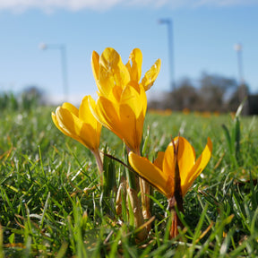 Vente 15 Crocus Mammouth jaune - Crocus vernus yellow Mammoth