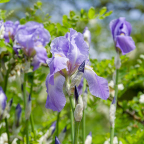 Iris germanica lovely again - 3 Iris de jardin remontant Lovely again - Iris de jardin