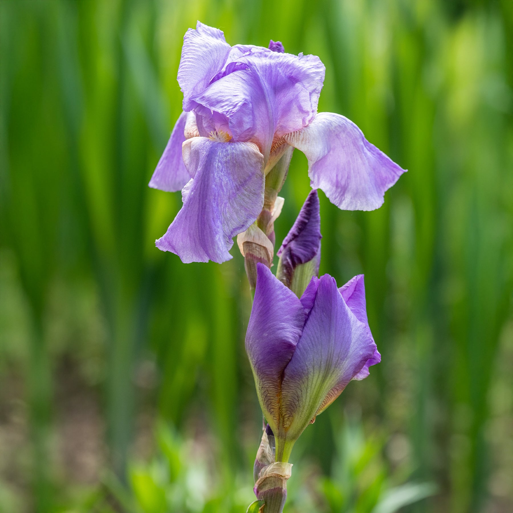 Iris de jardin - 3 Iris de jardin remontant Lovely again - Iris germanica lovely again