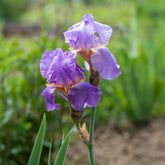 3 Iris de jardin remontant Lovely again - Willemse