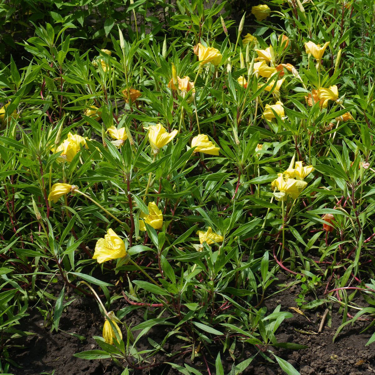 2 Oenothères à grandes fleurs - Onagre - Willemse