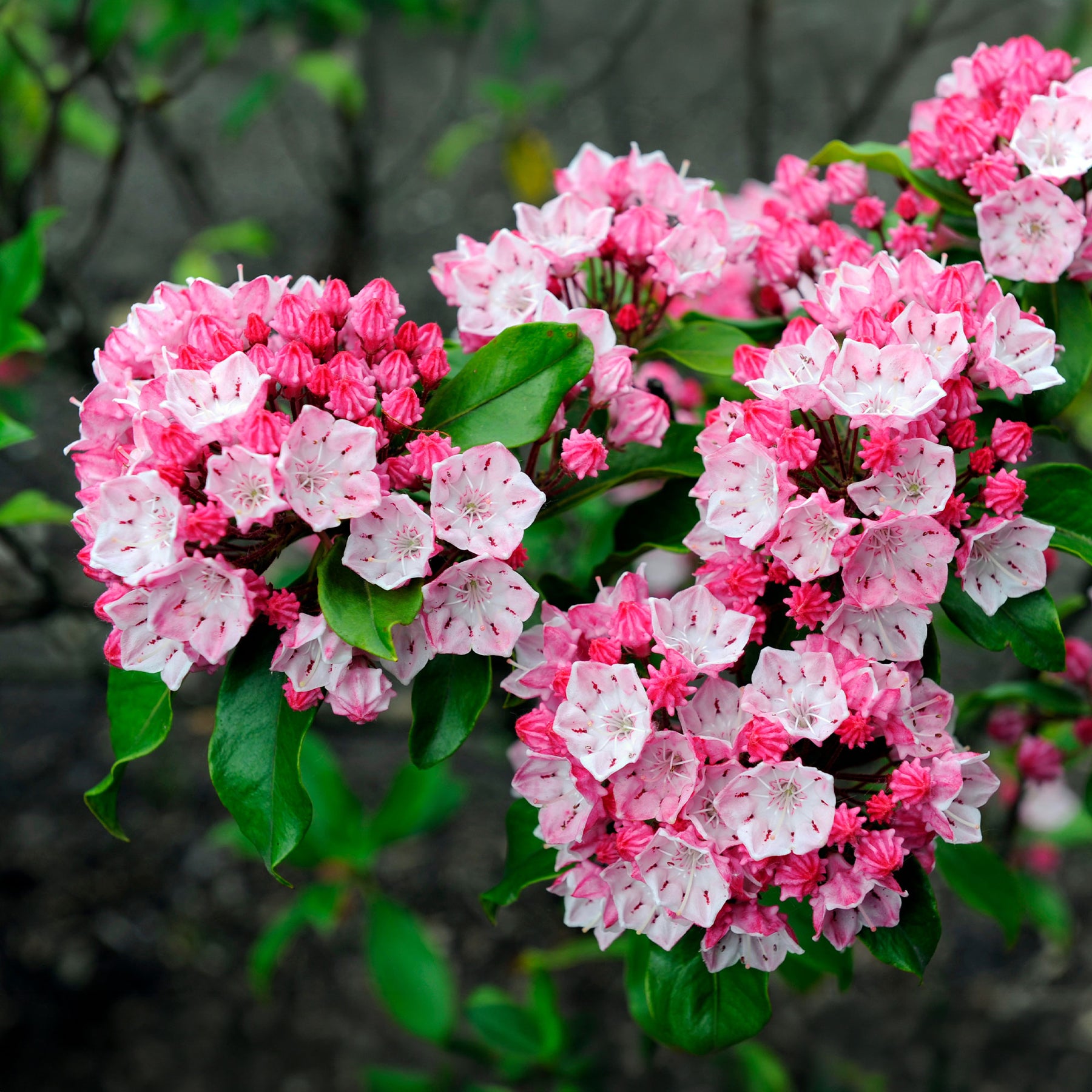 Lauriers - Laurier des montagnes - Kalmia latifolia