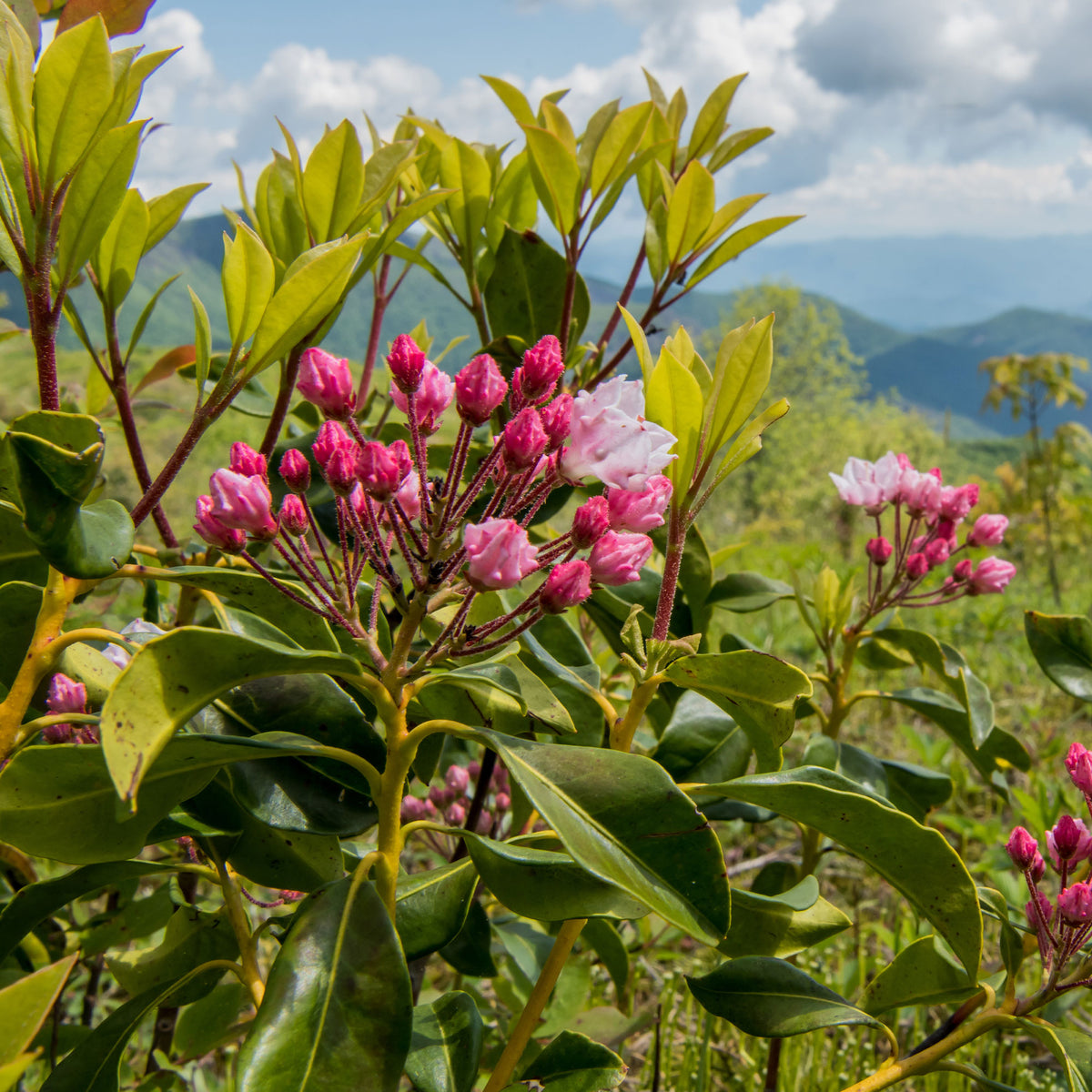 Laurier des montagnes - Kalmia latifolia - Willemse