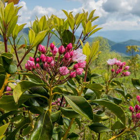 Laurier des montagnes - Kalmia latifolia - Willemse