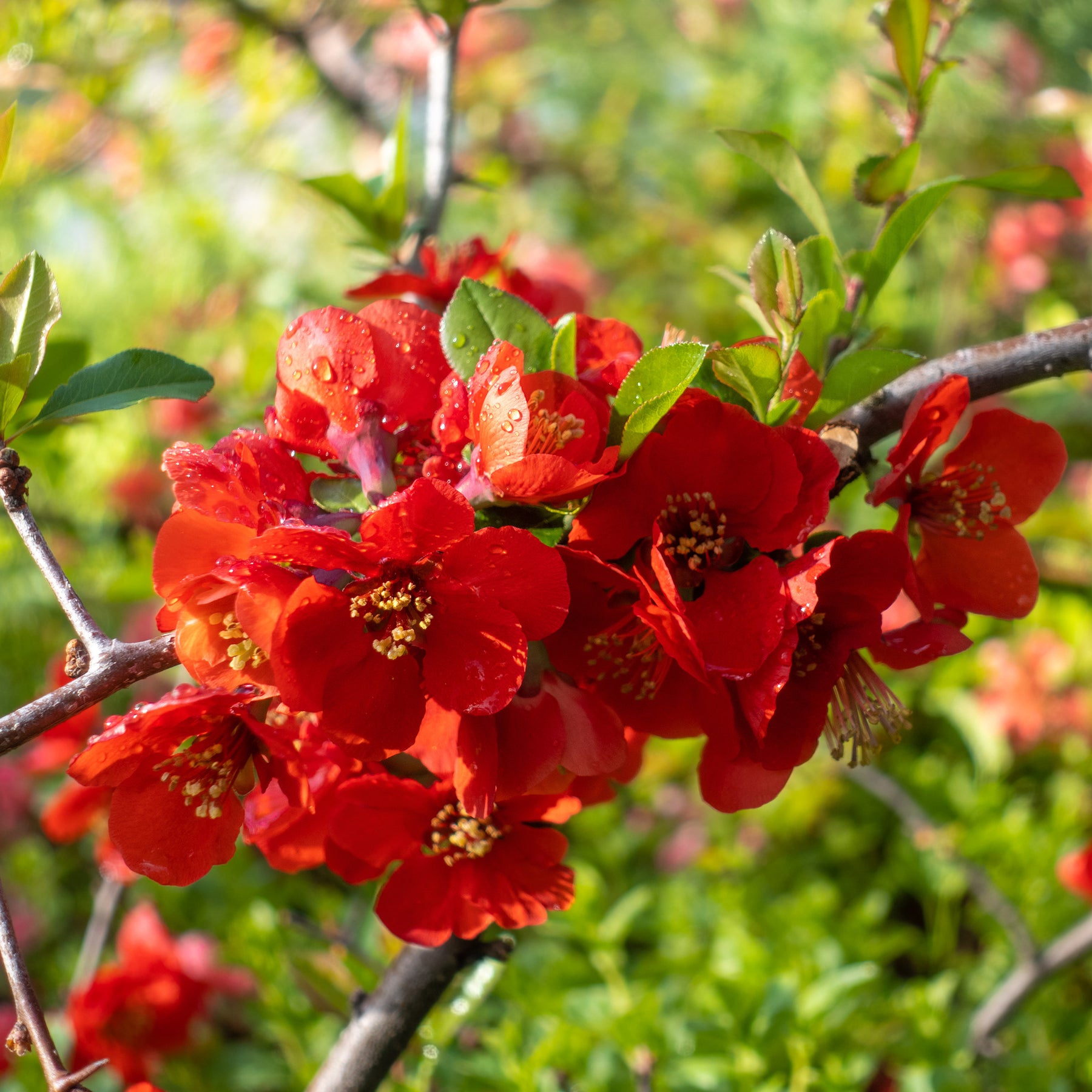 Cognassier à fleurs rouges - Willemse