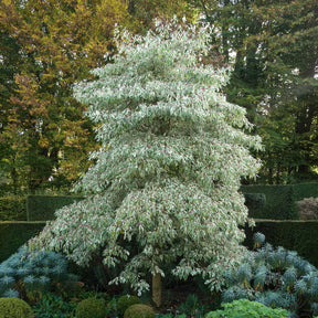Cornouiller des pagodes panaché - Cornus controversa variegata - Willemse