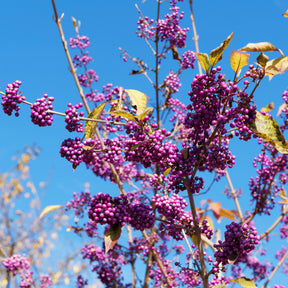 Vente Callicarpa Profusion - Callicarpa bodinieri Profusion