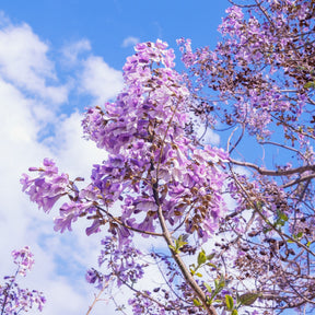 Paulownia tomentosa - L'Arbre impérial - Paulownia - Paulownia
