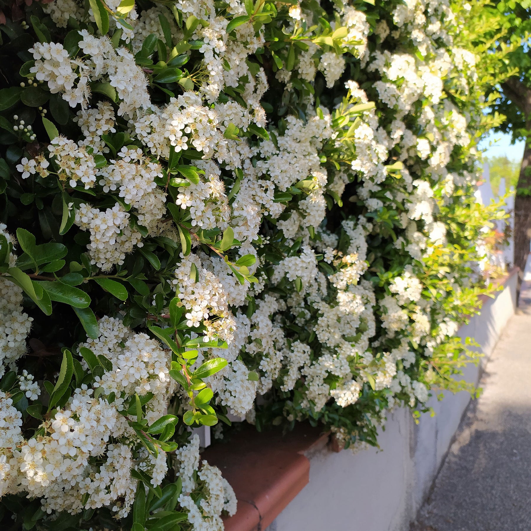 Buisson ardent - Pyracantha - 3 Pyracantha Saphyr rouge - Pyracantha coccinea Saphyr Rouge