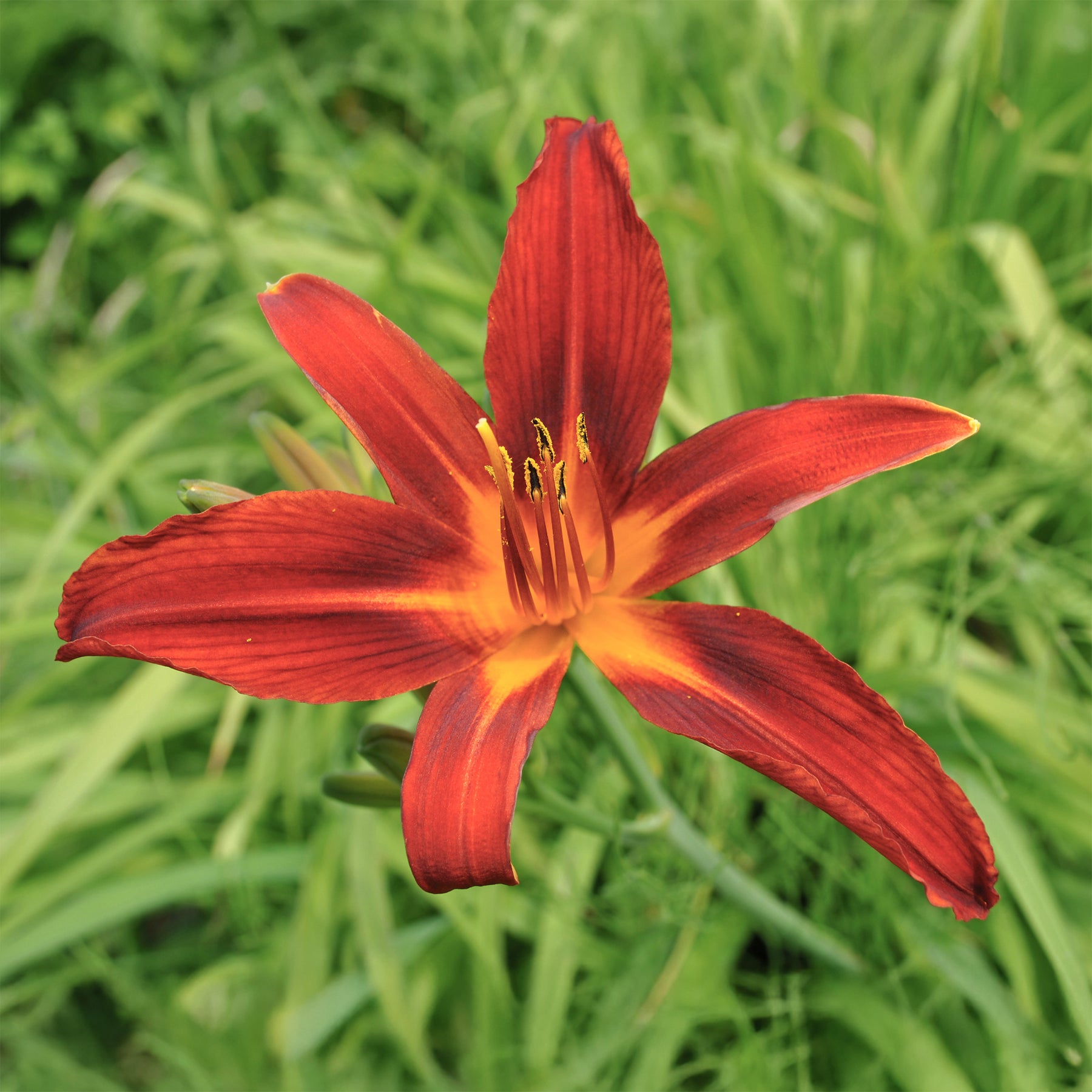Hemerocallis Crimson Pirate - Hémérocalle Crimson Pirate - Hémérocalle