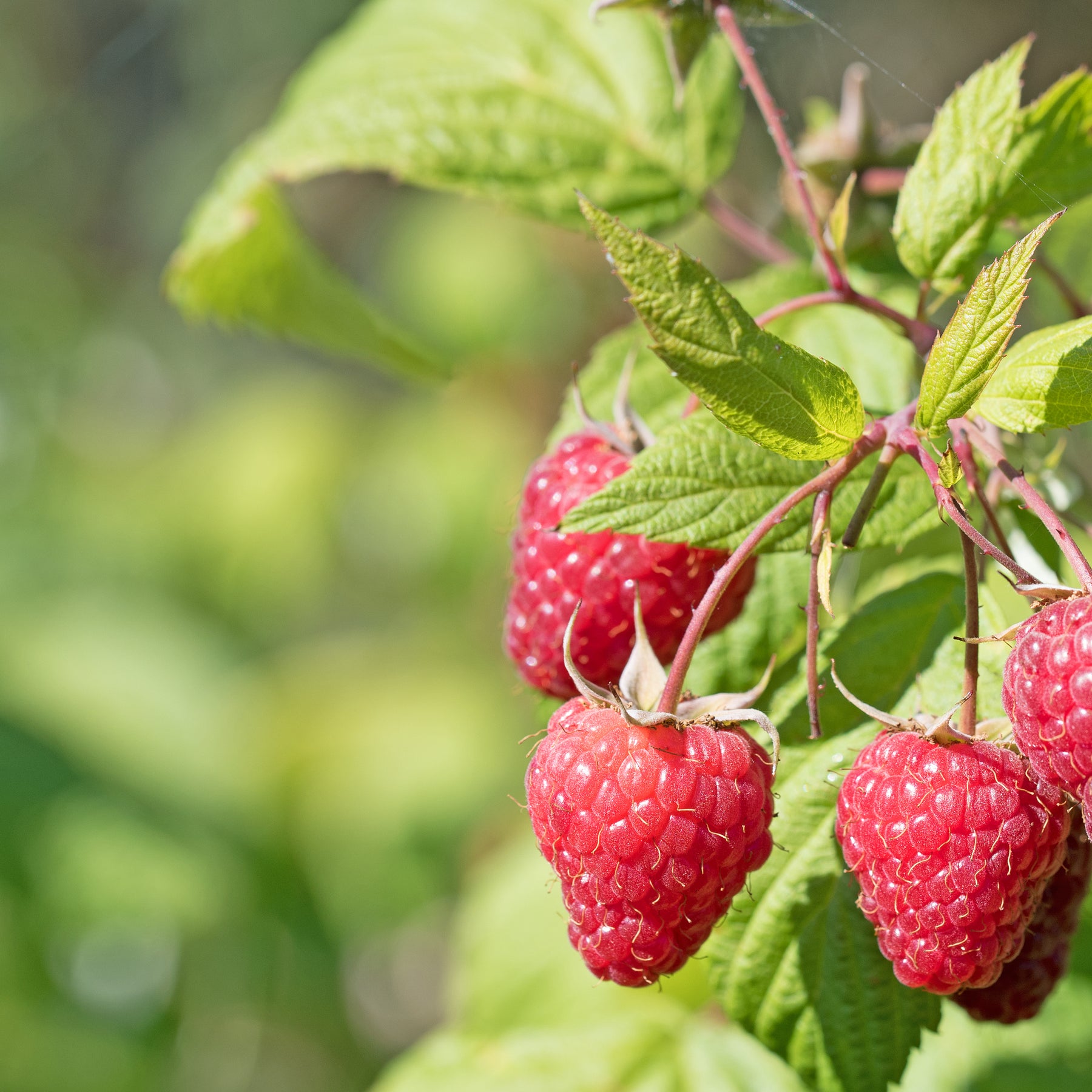 Rubus idaeus Sumo 2 - 2 Framboisiers remontant Sumo 2 - Framboisier