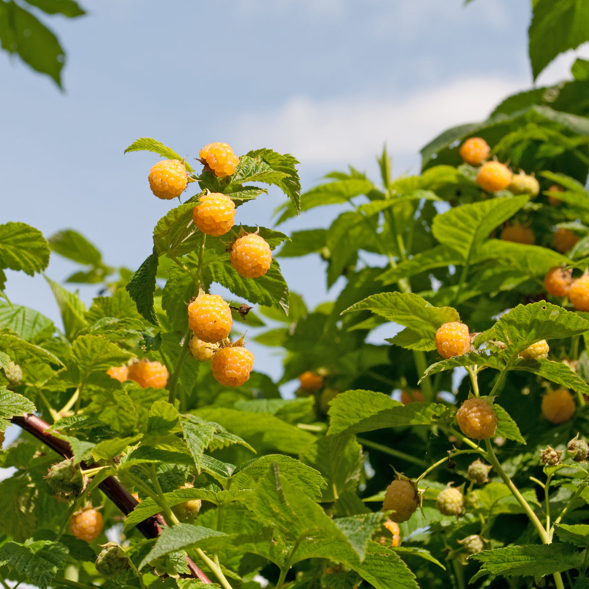 Framboisier remontant Fallgold - Rubus idaeus Fallgold - Willemse