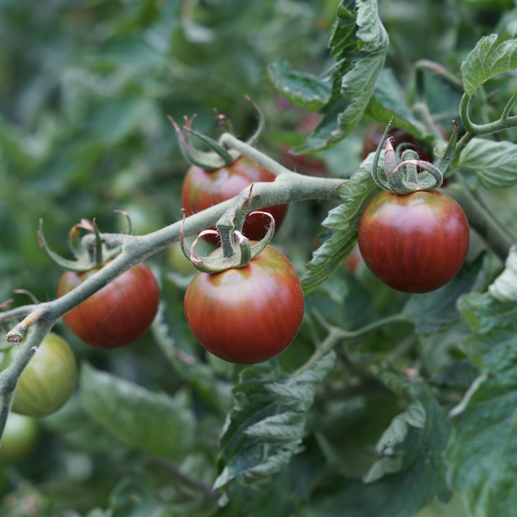 Solanum lycopersicum chocolate cherry - Tomate cerise Chocolate Cherry - Tomates cerises