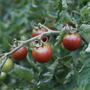 Solanum lycopersicum chocolate cherry - Tomate cerise Chocolate Cherry - Tomates cerises
