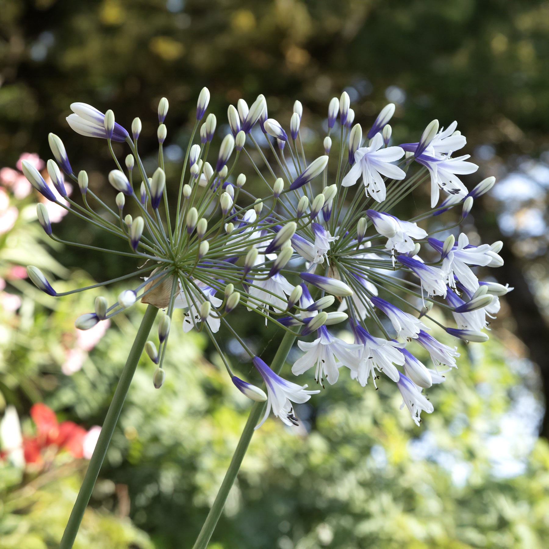 Agapanthus Twister - Agapanthe Twister - Agapanthes