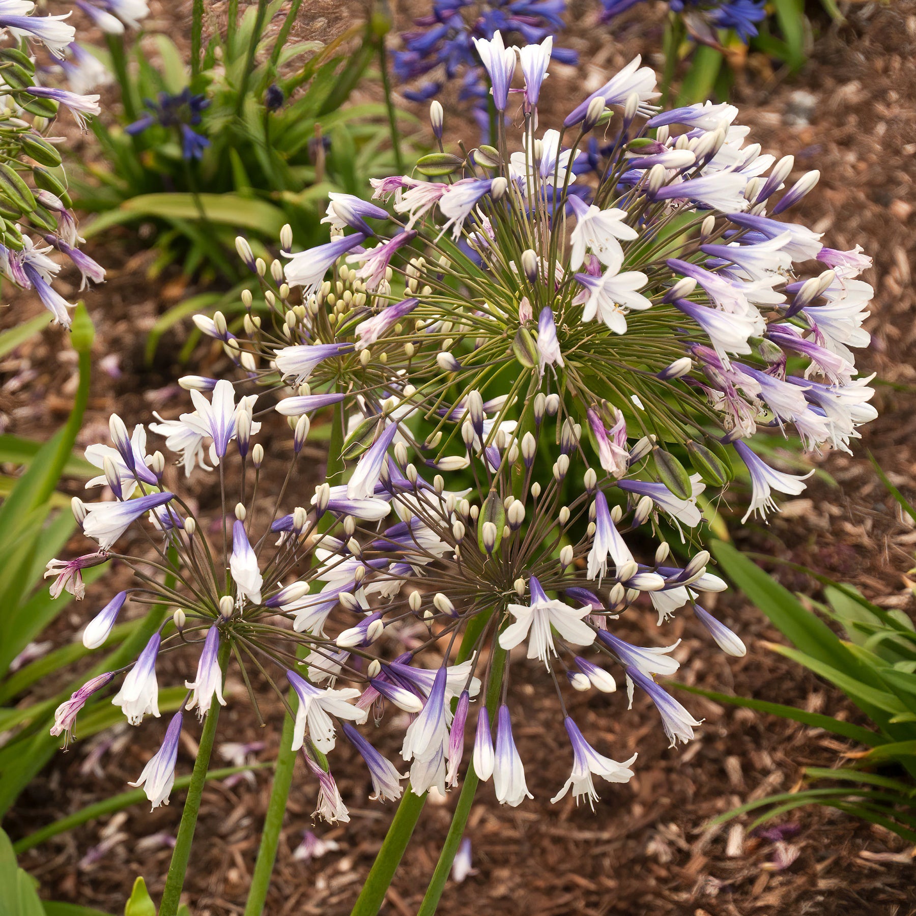 Vente Agapanthe Twister - Agapanthus Twister