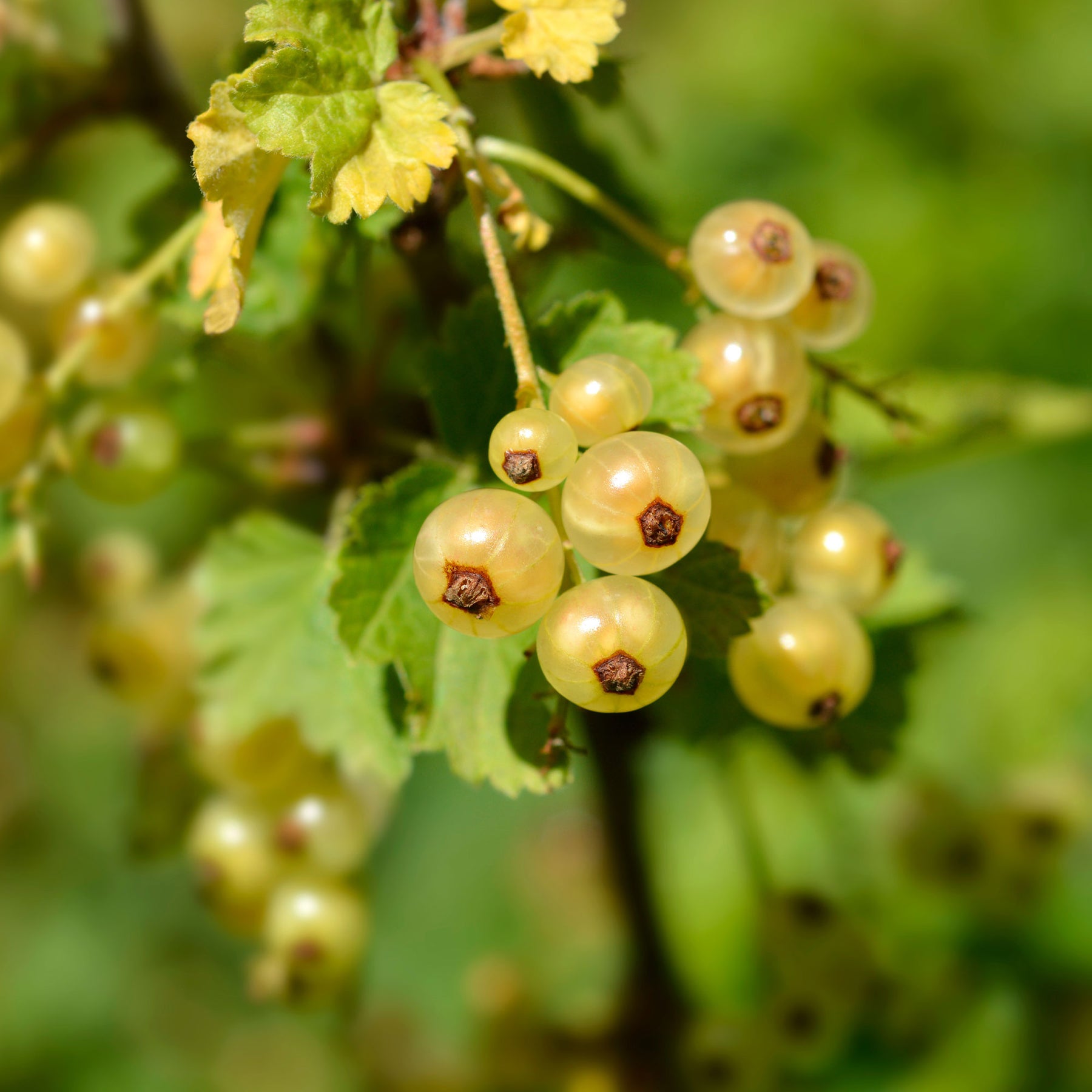 2 Groseilliers Blanka - Ribes rubrum Blanka - Willemse