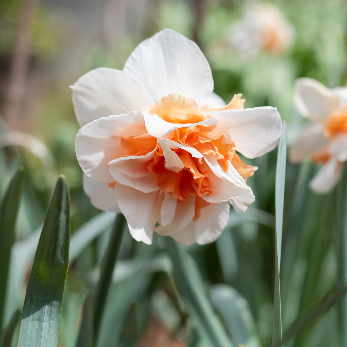 10 Narcisses à fleurs doubles doubles Delnashaugh