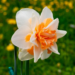 10 Narcisses à fleurs doubles doubles Delnashaugh