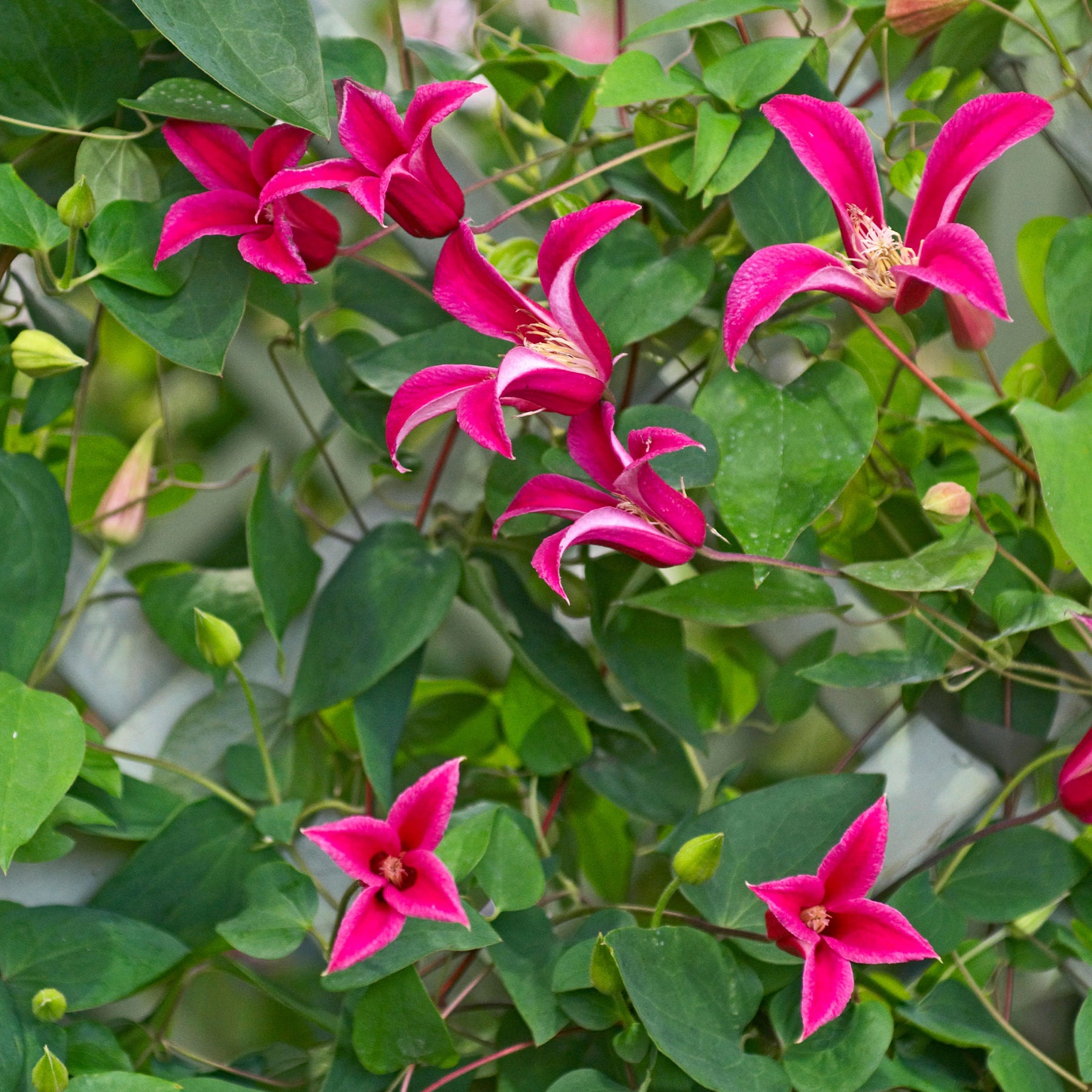 Clematis texensis Princess Diana ® - Clématite Lady Diana ® - Clématites