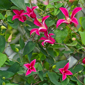 Clematis texensis Princess Diana ® - Clématite Lady Diana ® - Clématites