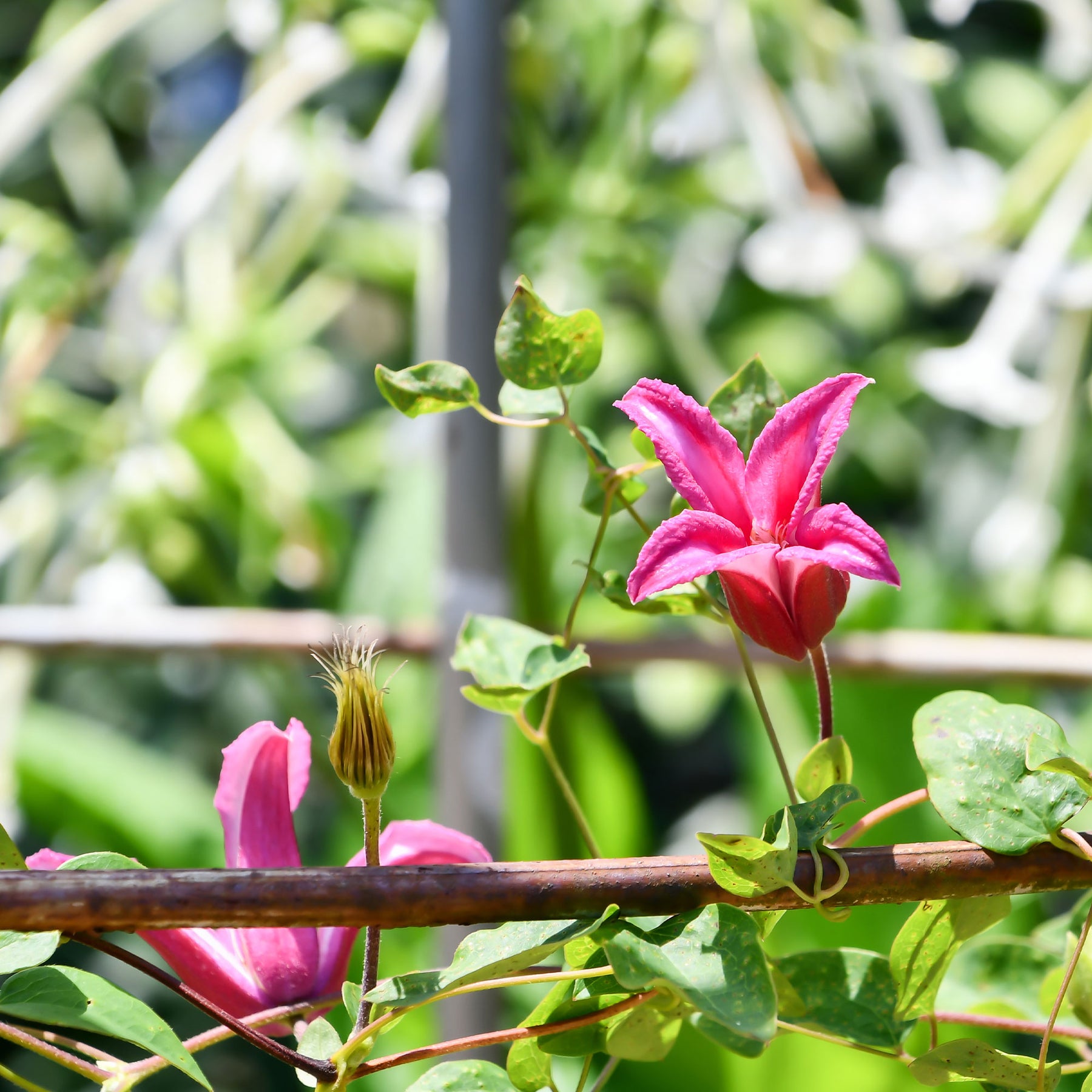 Clématites - Clématite Lady Diana ® - Clematis texensis Princess Diana ®