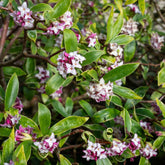Daphne Perfum Princess - Willemse