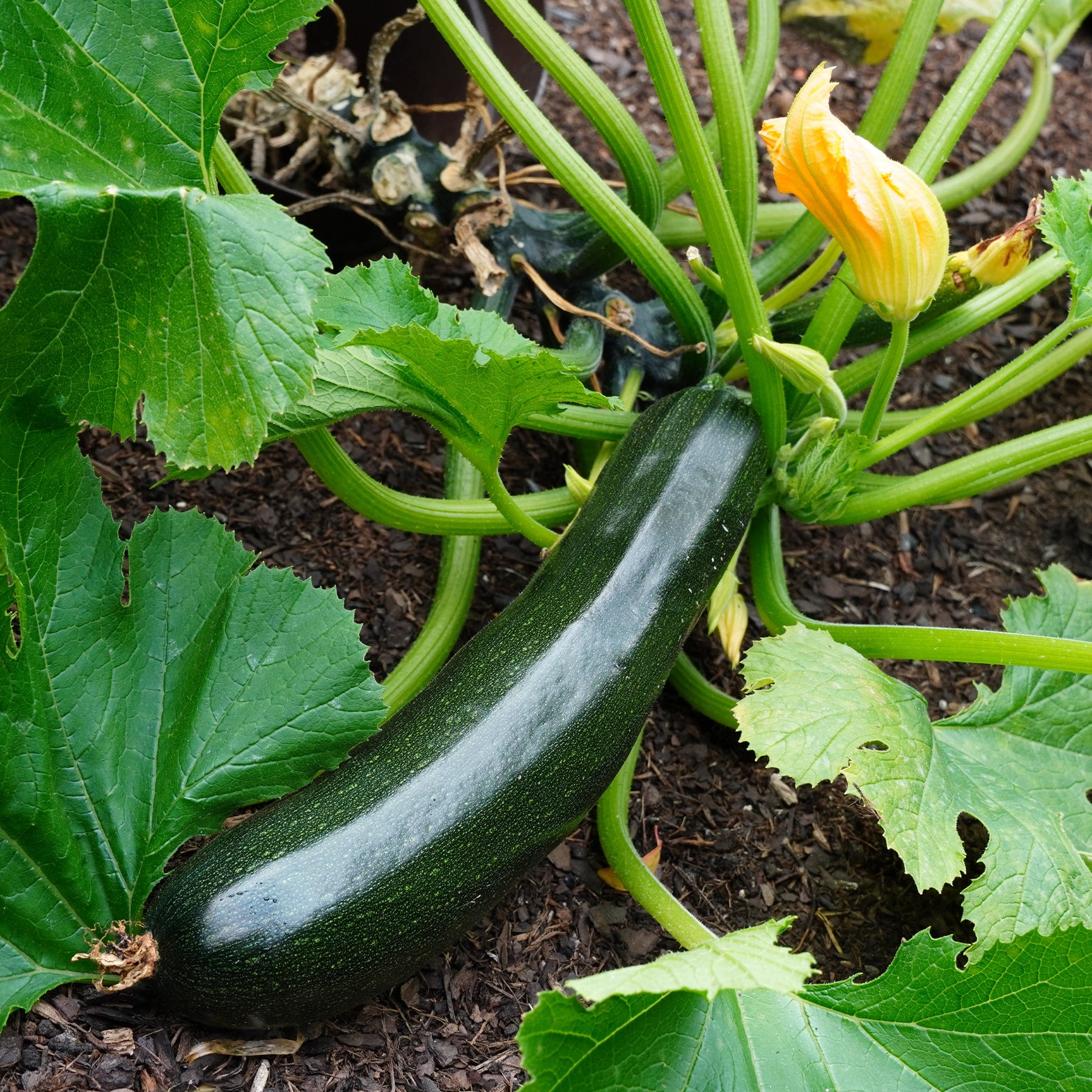 Cucurbita pepo Tarmino F1 - 3 Plants de Courgette Tarmino F1 - Plants de courgettes