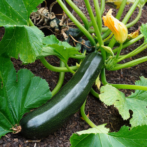 Cucurbita pepo Tarmino F1 - 3 Plants de Courgette Tarmino F1 - Plants de courgettes