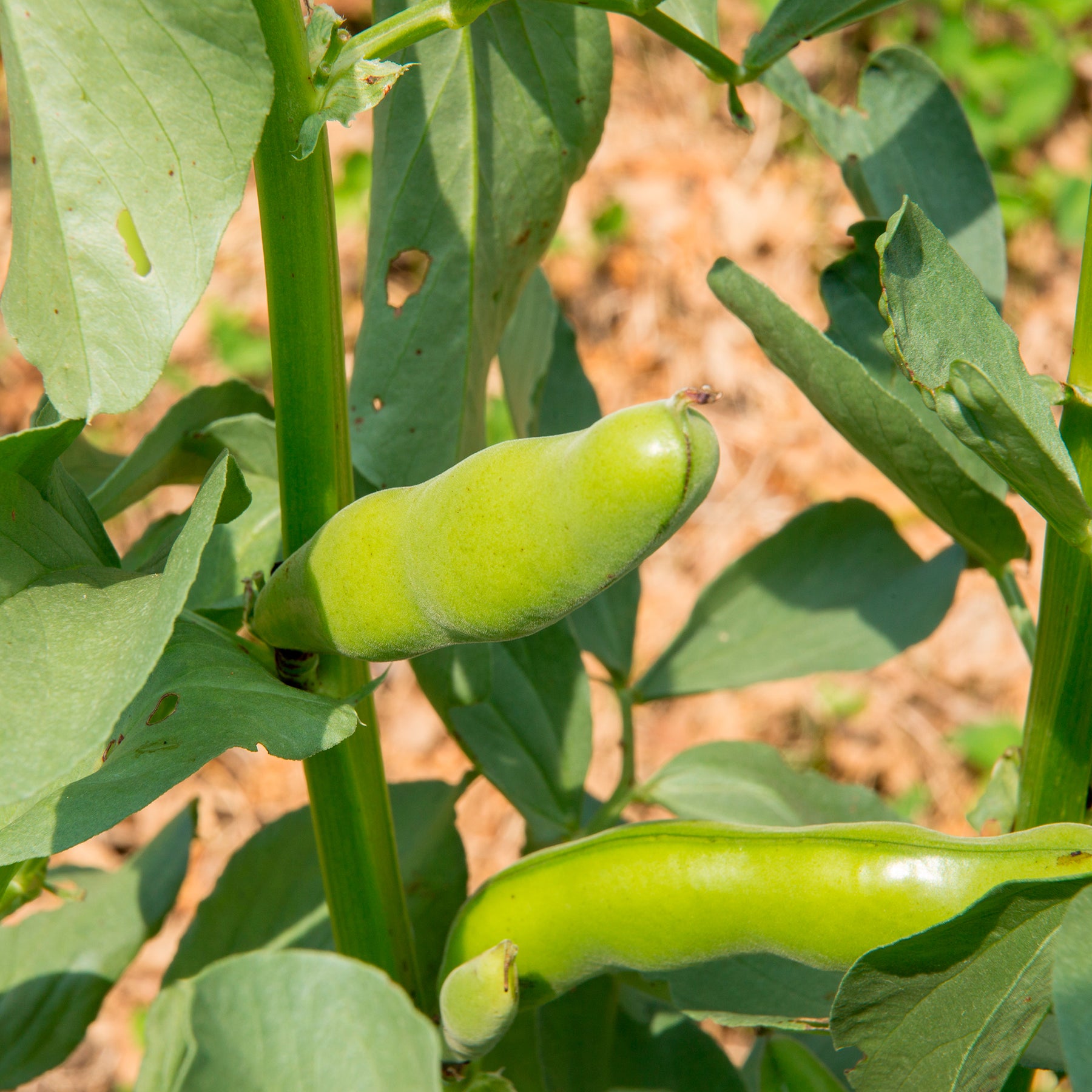 Vicia faba blanche précoce - Fève blanche extra hâtive - Fèves