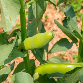 Vicia faba blanche précoce - Fève blanche extra hâtive - Fèves