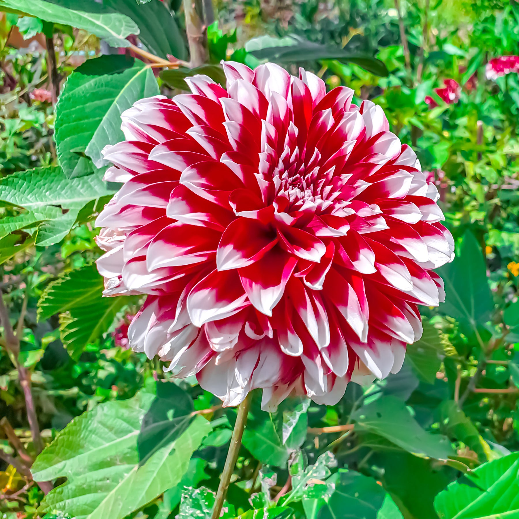 3 Dahlias décoratifs Fubuki rouge et blanc - Willemse