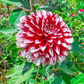 3 Dahlias décoratifs Fubuki rouge et blanc - Willemse