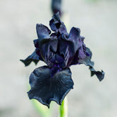 2 Iris de jardin Etude en Noir - Willemse