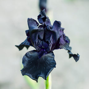 2 Iris de jardin Etude en Noir - Willemse