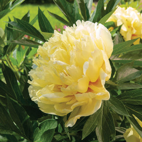 Pivoine Itoh Bartzella - Willemse