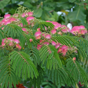 Arbre à soie rose