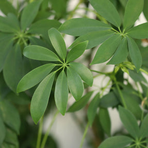 Schefflera - Schefflera arboricola - Willemse
