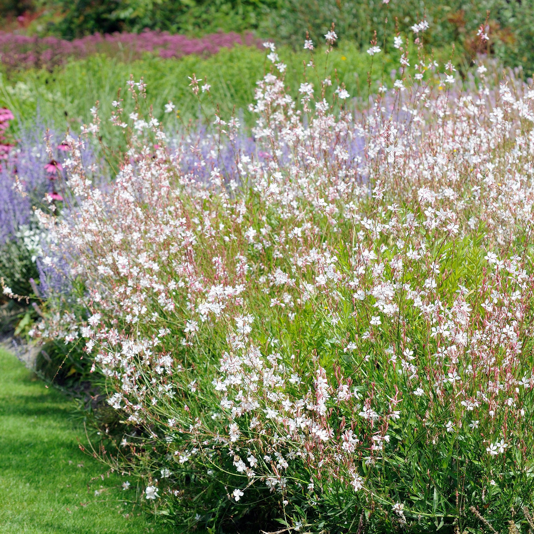 Gaura blanche - Willemse